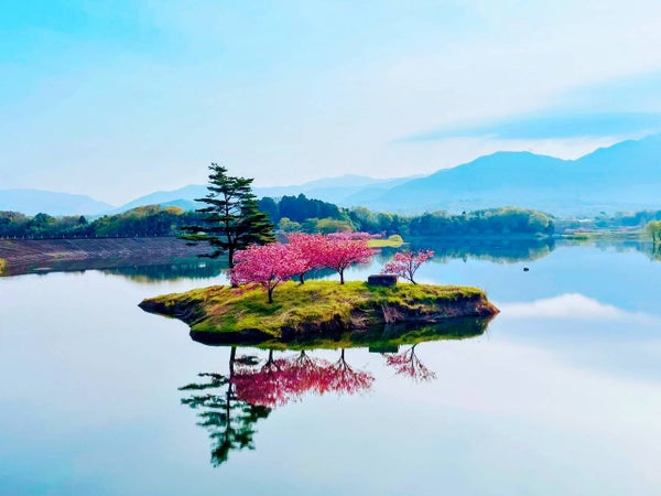初登場!思わずうっとり。湖上に咲く "浮島桜 "と 「東洋一の藤棚」尾張津島藤まつり【久宝寺・近鉄八尾・八戸ノ里・新石切発】2